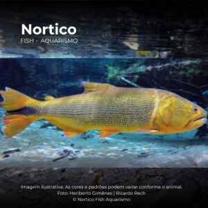 DOURADO 10 A 12 CM                         (A)