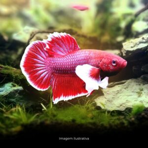BETTA PLAKAT DUMBO            (A)