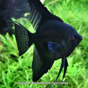 ACARA PRETO MTZ PH-6.8                     (A)