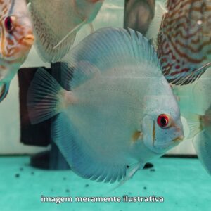 DISCO BLUE WHITE DIAMOND PQ ph-6.8             (A)