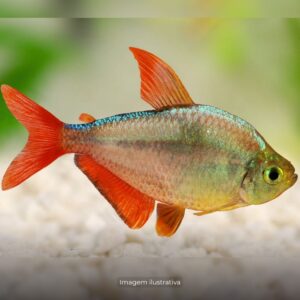 TETRA COLOMBIANO* ph-7.0                      (A)