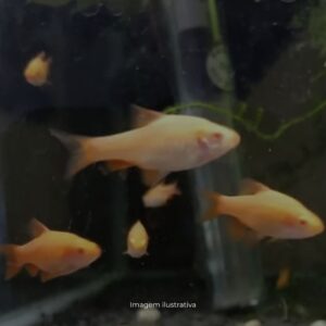 BARBUS TITTEYA ALBINO* ph-7.0                  (A)