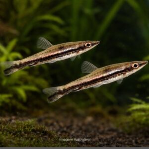 TETRA LAPIS ph-7.0                             (E)
