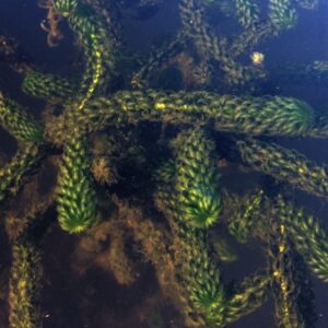 PLANTA ELODEA AFRICANA
