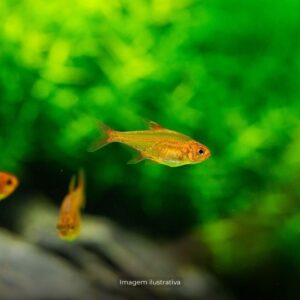 TETRA FOGUINHO GOLD ph7.0                    (A)