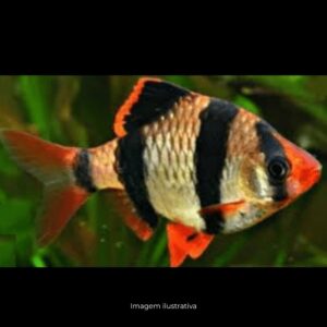 BARBUS SUMATRA RED ph-7.0*                 (A)