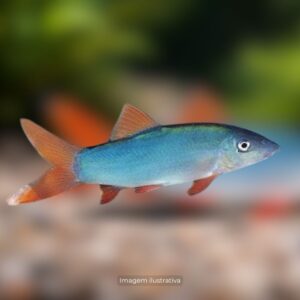 BOTIA RED TAIL                                 (E)