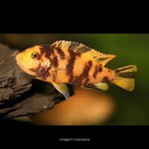 CICL PSEUD ZEBRA BORRADO* ph-8.0               (A)