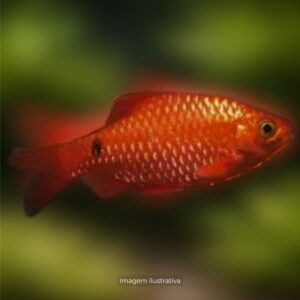 BARBUS CEREJA (MACHO)* ph-7.0                  (A)