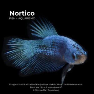 BETTA FEMEA * ph-7.0                         (A)