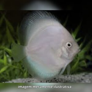 DISCO FANTASMA PQ ph-6.8               (A)
