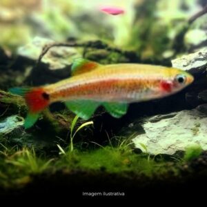 TETRA TANICTS GOLD* ph-7.0                     (A)
