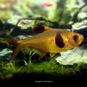 TETRA TAKASAE* ph-7.0                          (A)