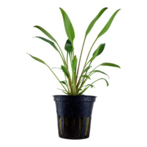 PL /VASO CRIPTOCORYNE X-WILLISI