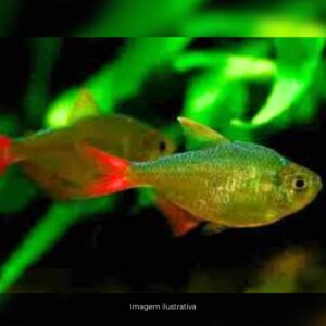 TETRA COLOMBIANO GOLD ph-7.0                   (A)
