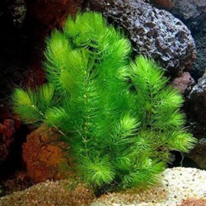 PLANTA RABO DE RAPOSA