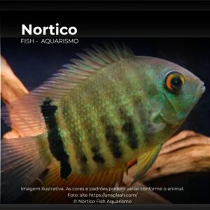 ACARA SEVERO MTZ 12 A 15CM ph-7.0        (A)