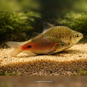 BARBUS CONCHONIUS AMARELO ph-7.0              (A)