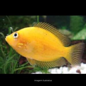 MIXIRICA OURO MD ph-7.0*                       (A)