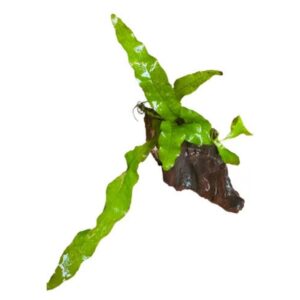 PLANTA MICROSORIUM NO TRONCO PQ