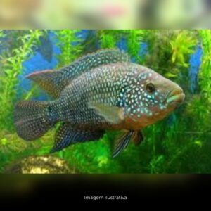 CICHLASSOMA JACK DEMPSEY COMUM* ph-8.0 (A)