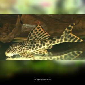 CASCUDO TIGRE BOLA L75*                        (E)