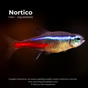 TETRA NEON INNESI  ph-7.0                   (A)