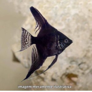 ACARA PRETO M ph-6.8*                         (A)