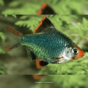 BARBUS SUMATRA VERDE METALICO* ph-7.0          (A)
