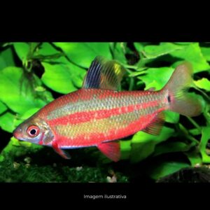 DISTICHODUS BLACK E RED                        (E)