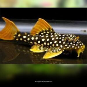 CASCUDO PICOTA OURO L14 20 A 25 CM      (E)