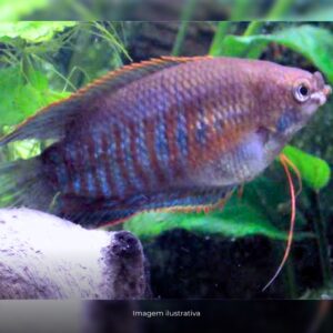COLISA LABIOSA * ph-7.0 (A)