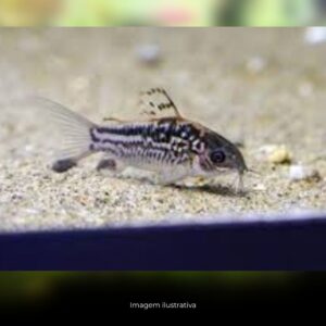 CORIDORA ELEGANS*                              (E)