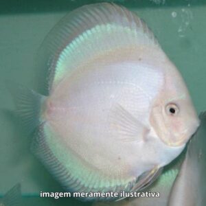 DISCO FANTASMA M PH-6.8                   (A)