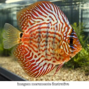 DISCO RED TURQUESA MD ph-6.8                   (A)