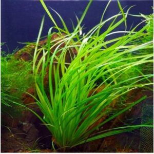 PL /VASO CYPERUS HELFERI