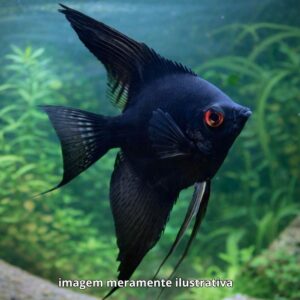 ACARA PRETO MG PH-6.8                          (A)
