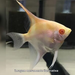 ACARA ALBINO MTZ ph-6.8                        (A)
