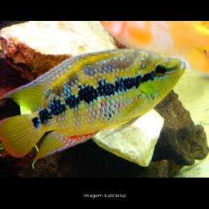 CICHLASOMA SALVINI P/M ph-7.0*           (A)