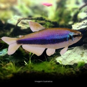 TETRA PUXA PUXA AZUL*         (A)
