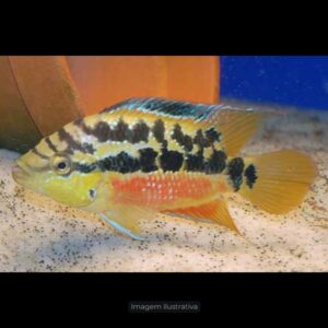 CICHLASOMA SALVINI MTZ                         (A)