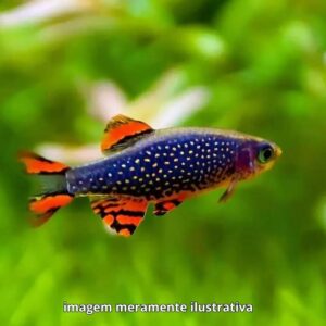 RASBORA GALAXY*                                (E)