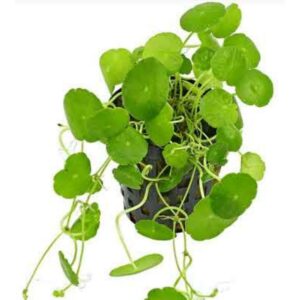 PL /VASO HIDROCOTYLE LEUCOCEPHALA*