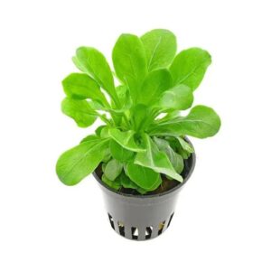 PL /VASO SAMOLUS PARVIFLORUS