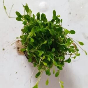 PL /VASO GLOSSOSTIGMA ELATINOIDES