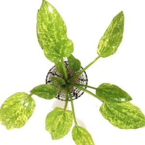 PL /VASO ECHINODORUS MARBLE QUEEN