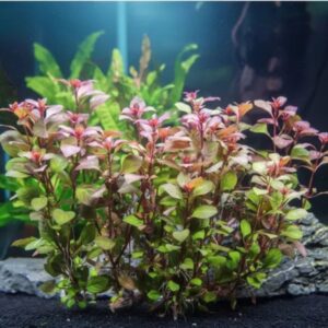 PL /VASO LUDWIGIA PALUSTRIS