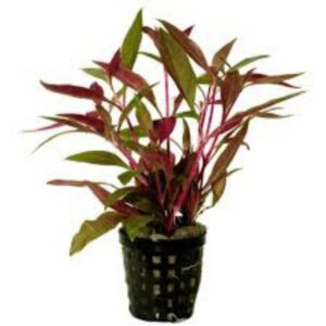PL /VASO ALTERNANTHERA ROSAEFOLIA