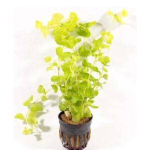 PL /VASO LYSIMACHIA MUMMULARIA (LICIA)