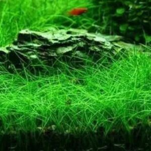 PL /VASO ELEOCHARIS MINIMA*